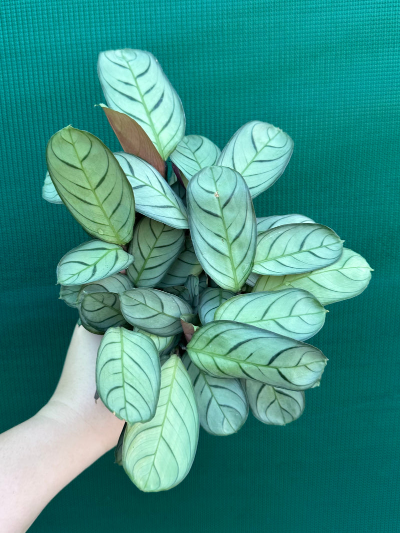 Ctnenanthe ‘Amagris’