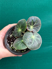 Begonia subacida (sp. Brazil)