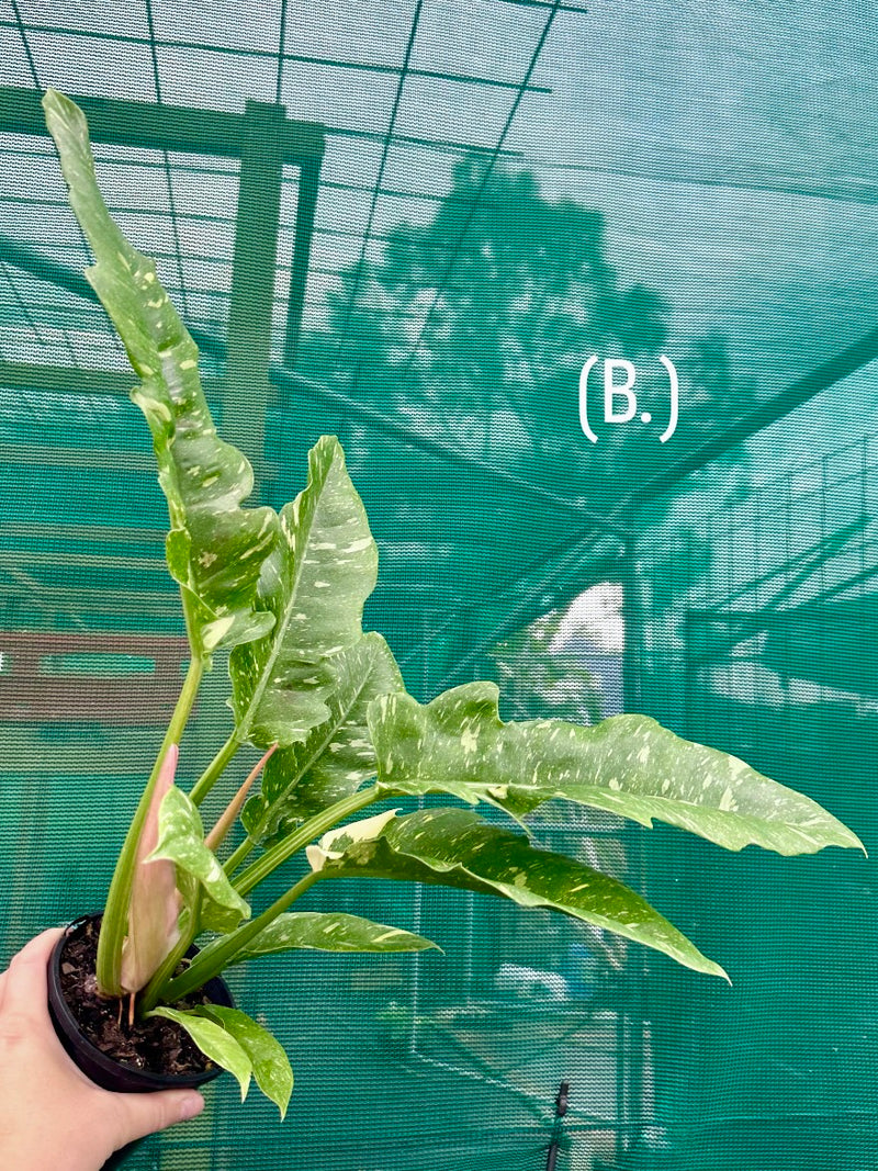 Philodendron ‘Ring of Fire’ NEW