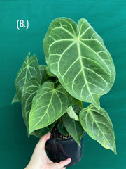 Anthurium ‘Magnificum’ NEW