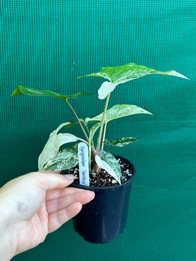 Syngonium ‘Fantasy’