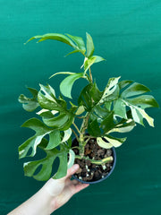 Rhaphidophora Tetrasperma Variegated