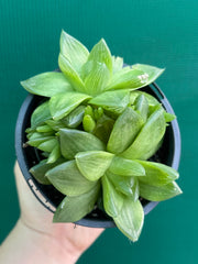Haworthia Unknown NEW