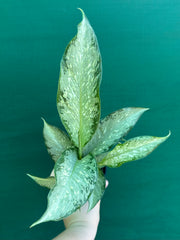 Dieffenbachia ‘Memoria Corsii’