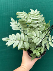 Pellaea ‘Silvery Moon’ NEW
