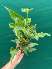 Anthurium ferrierense crisped NEW