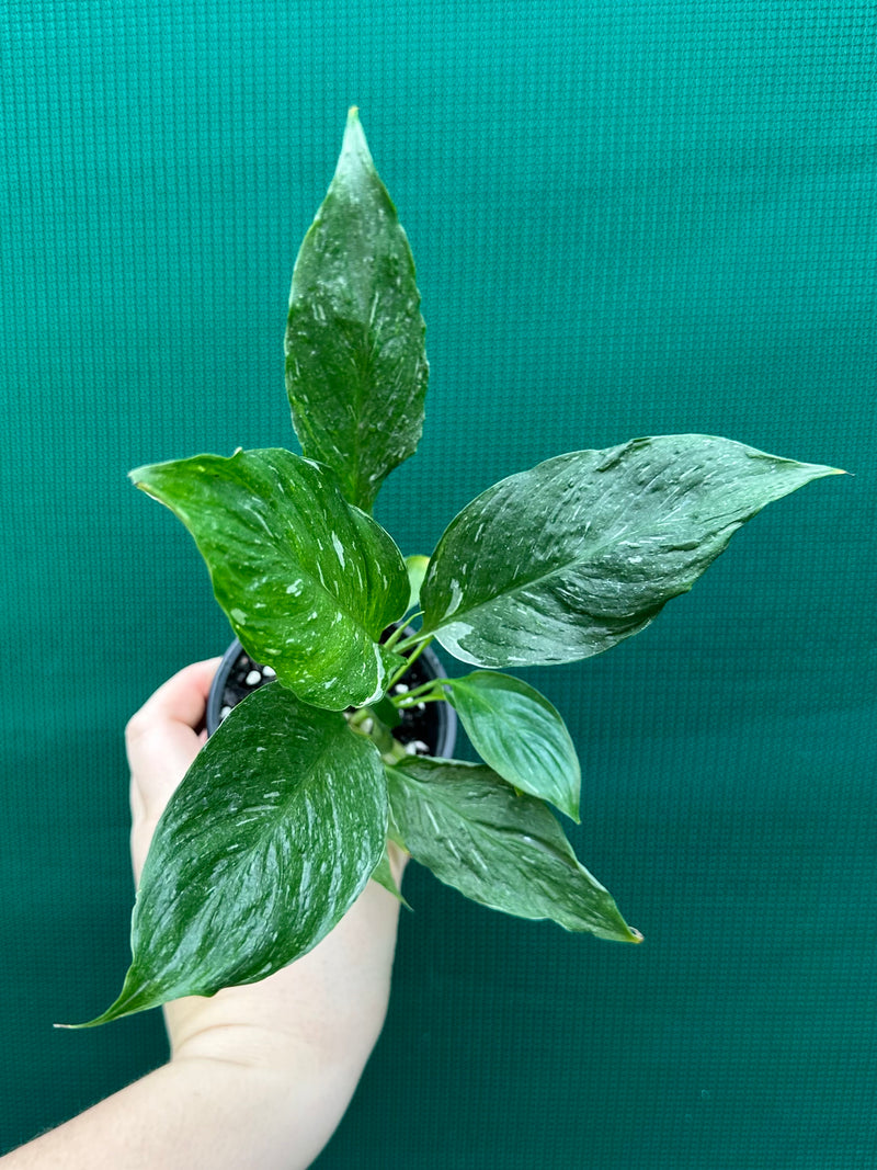 Spathiphyllum ‘Domino’ NEW