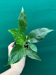 Spathiphyllum ‘Domino’ NEW