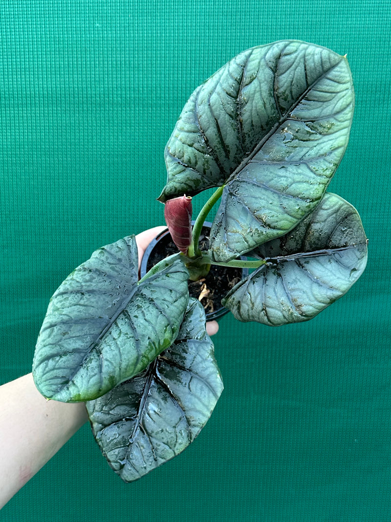 Alocasia ‘Elaine’