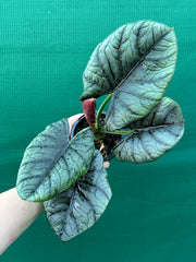 Alocasia ‘Elaine’