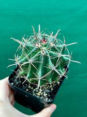 Ferocactus