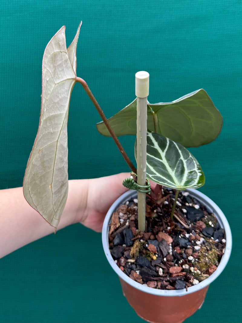 Anthurium ‘Crystallinum’ ‘Cape Oasis’ NEW