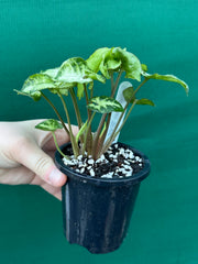 Syngonium 'Pixie'