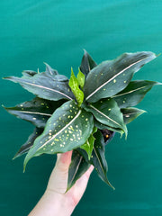 Aglaonema ‘Pink Dalmation’