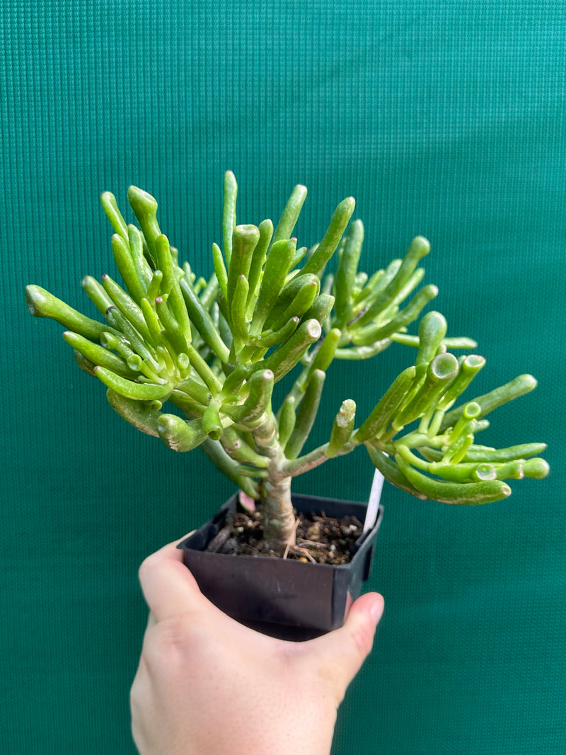 Crassula ovata ‘Skinny Fingers’ NEW