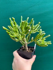 Crassula ovata ‘Skinny Fingers’ NEW