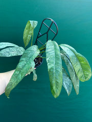 Philodendron giganteum variegata NEW