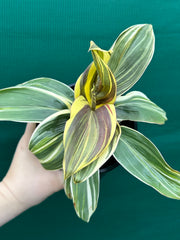 Cordyline fruticosa ‘Miss Andrea’ NEW