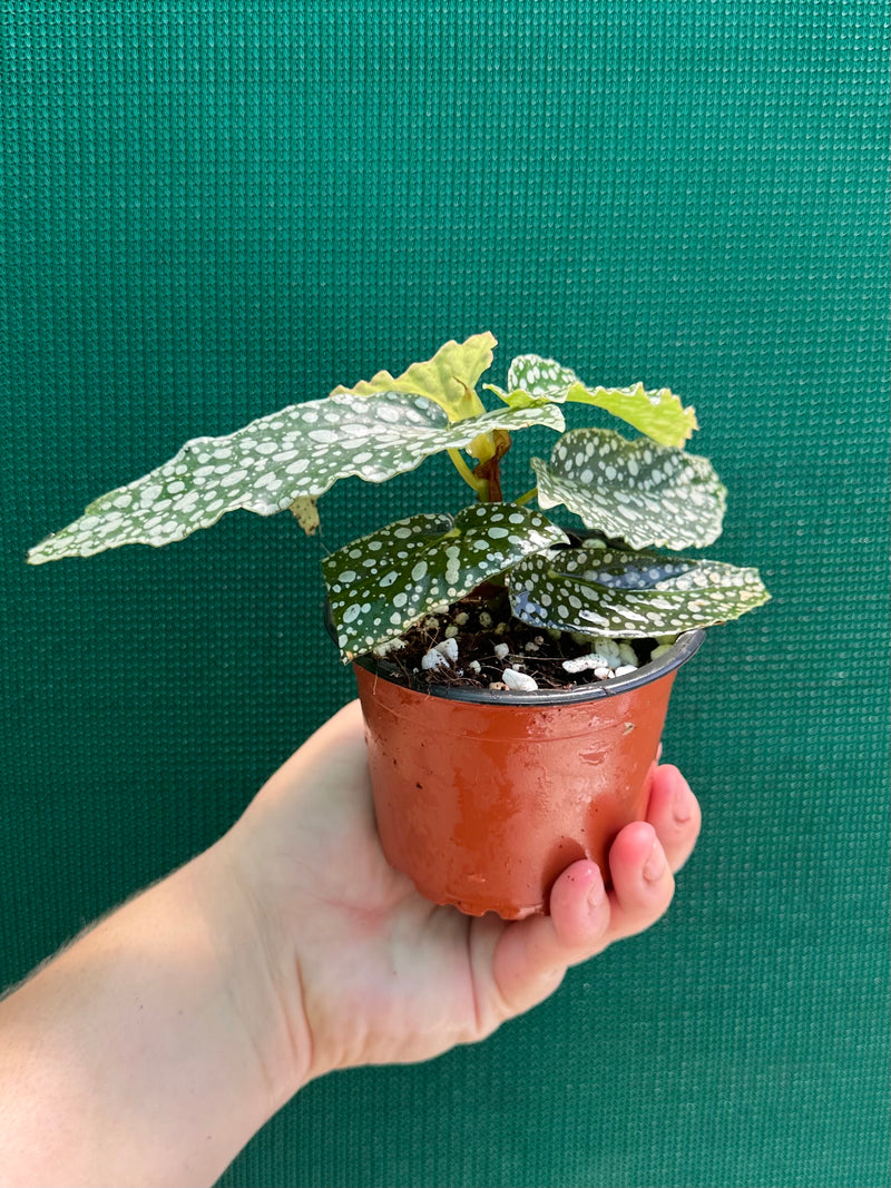 Begonia ‘White Ice’