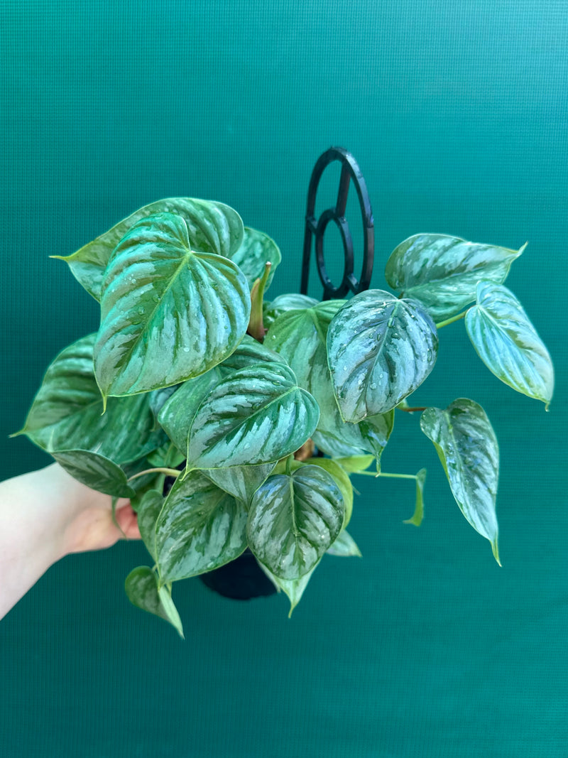 Philodendron sodiroi