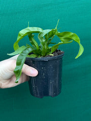 Asplenium ‘Hurricane’ NEW