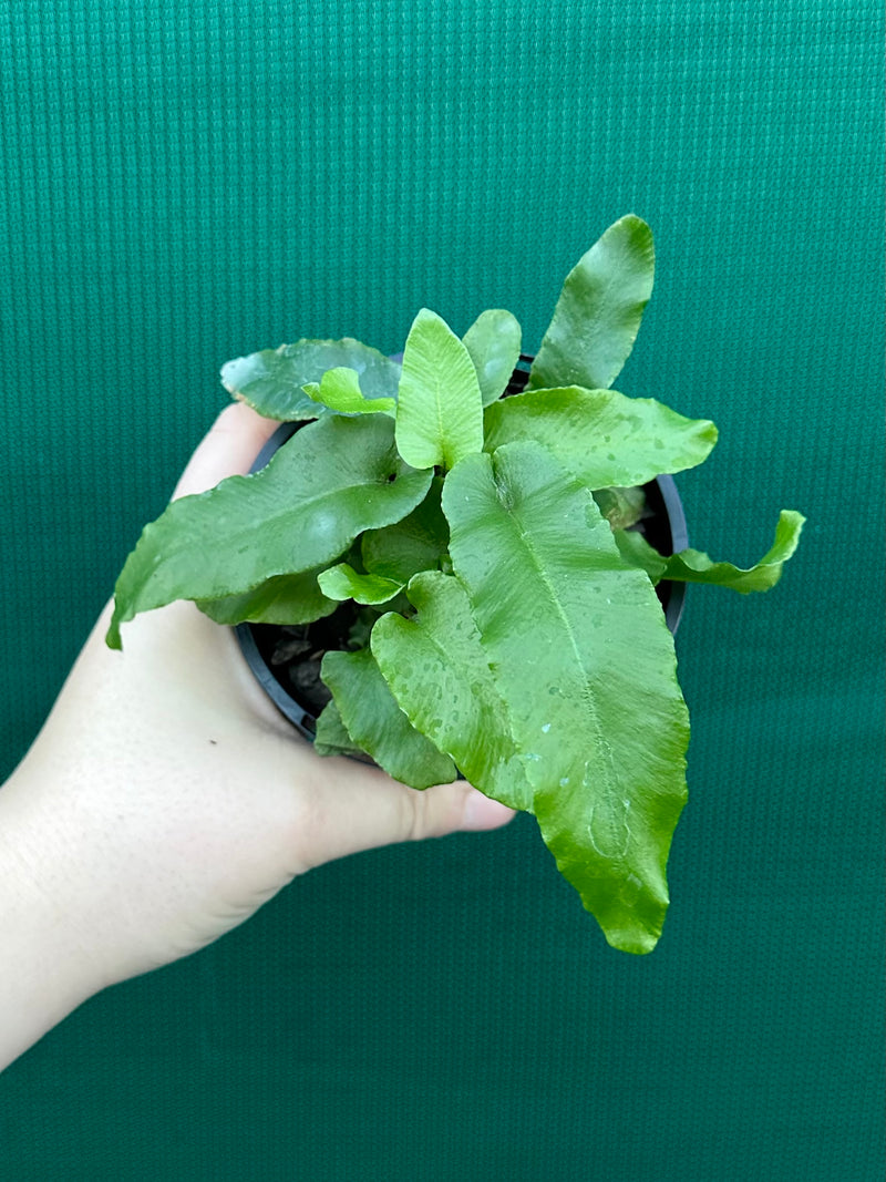 Asplenium scolopendrium ‘Harts Tongue’ NEW
