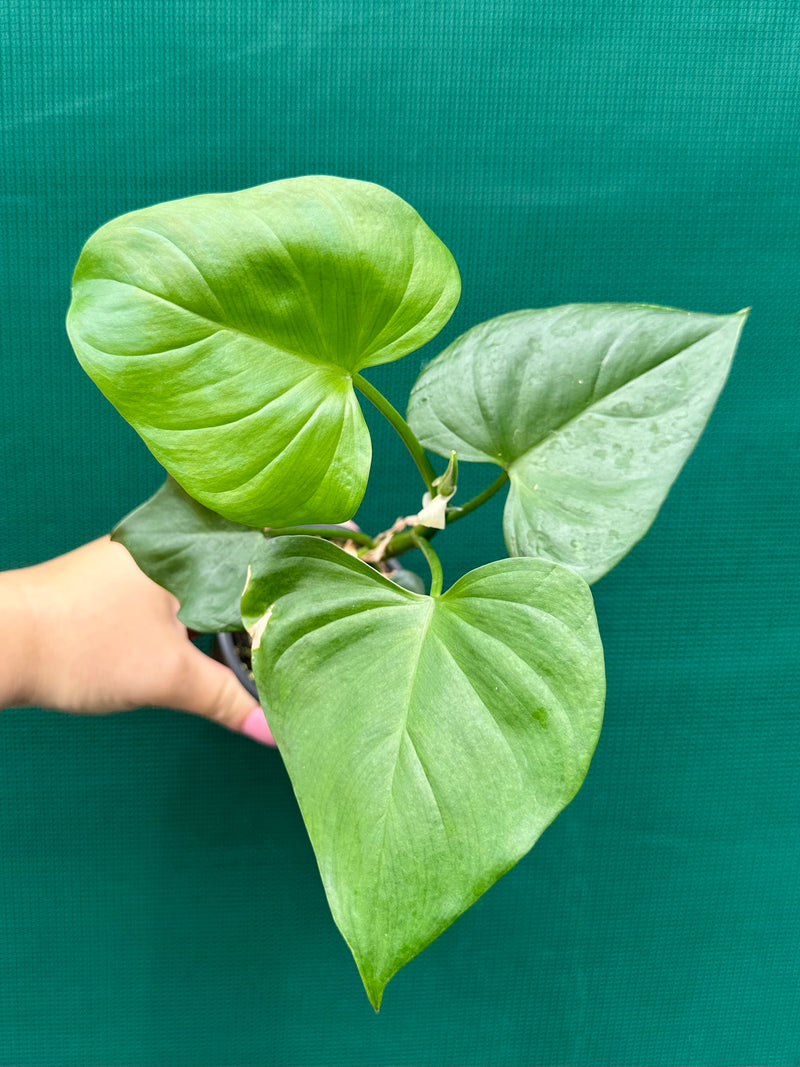 Philodendron jacquinii