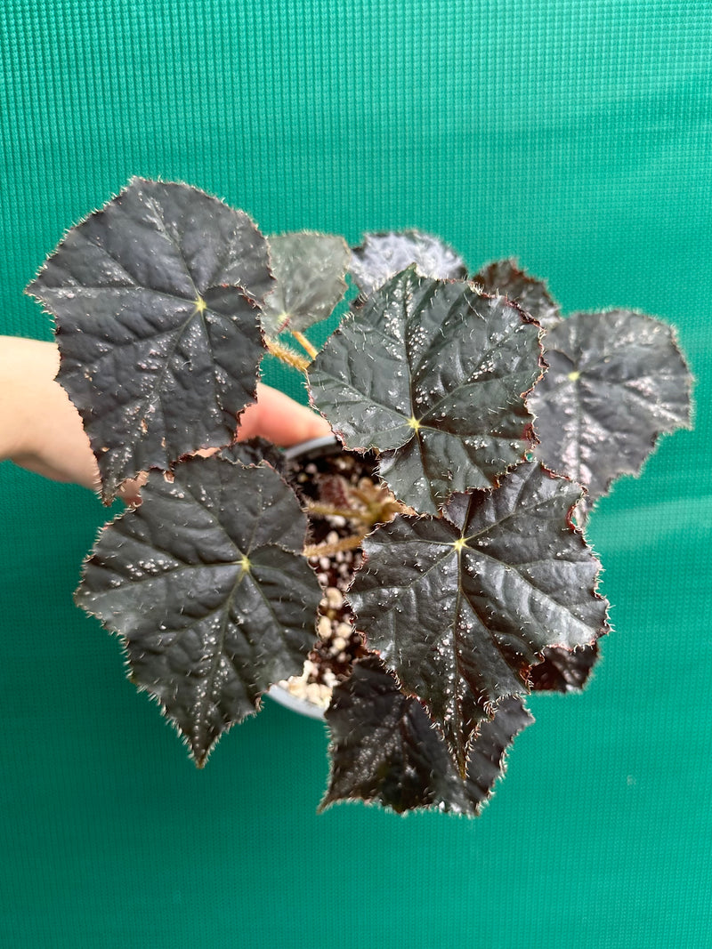 Begonia ‘Shilo’