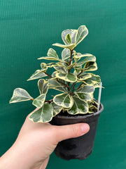 Ficus albo