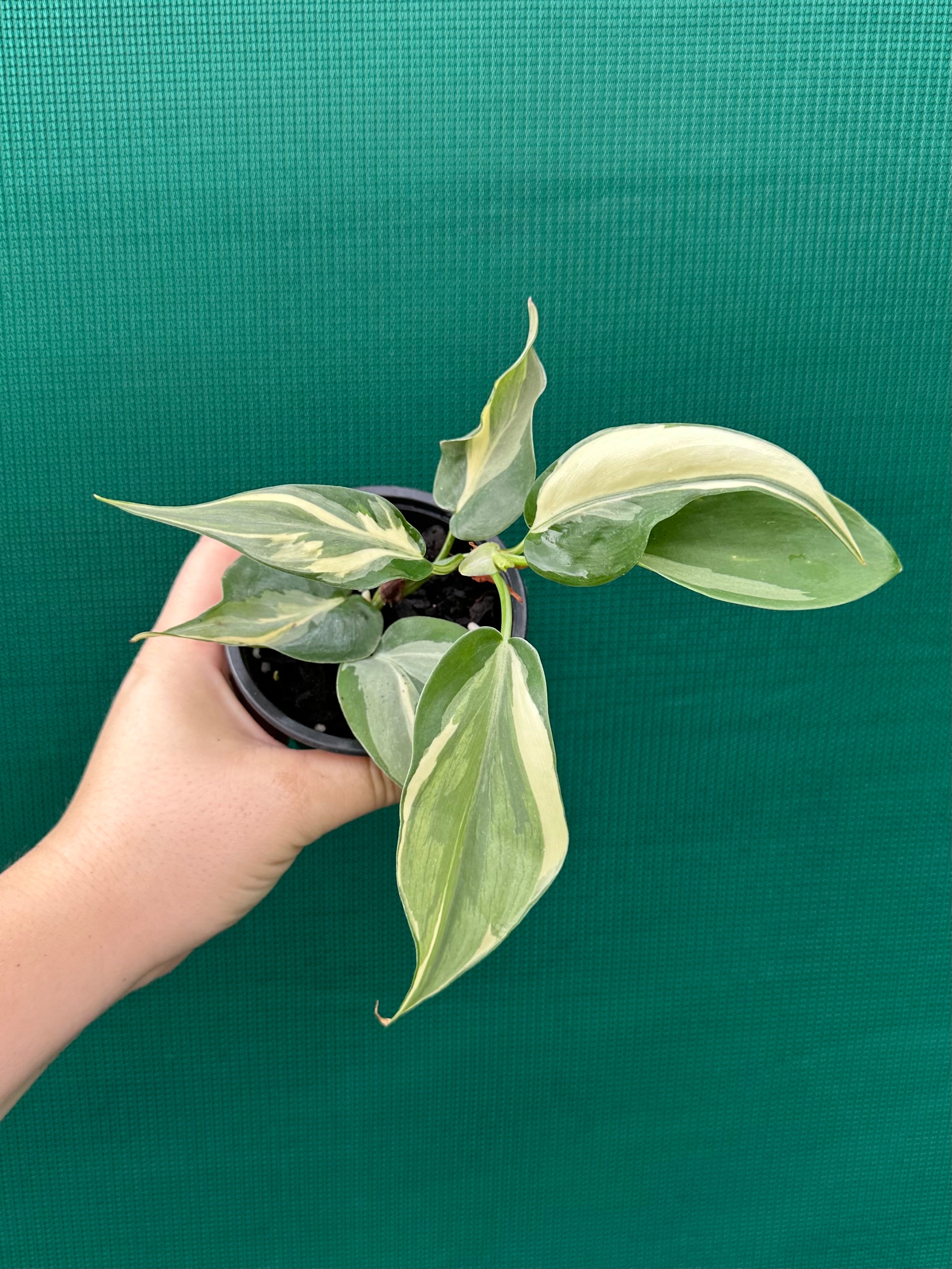 philodendron cream splash australia Philodendron hederaceum 'Rio'