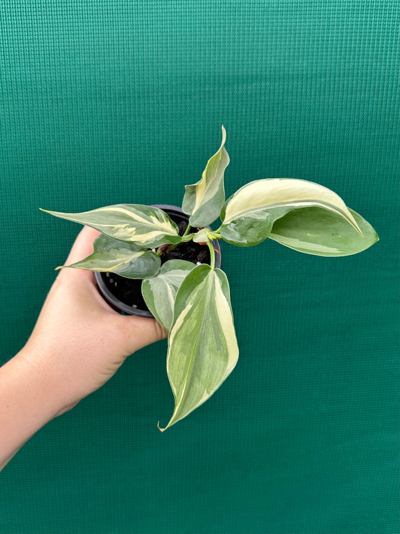 philodendron cream splash for sale australia Philodendron hederaceum 'Rio'