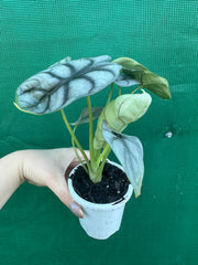 Alocasia ‘Silver Dragon’