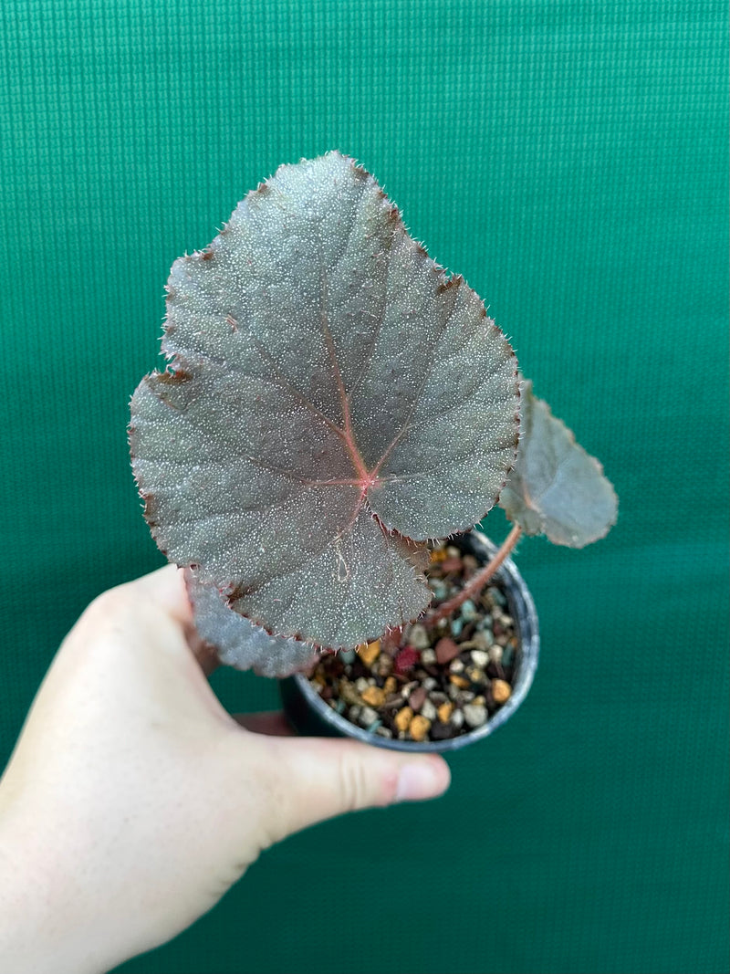 Begonia U485