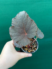 Begonia U485