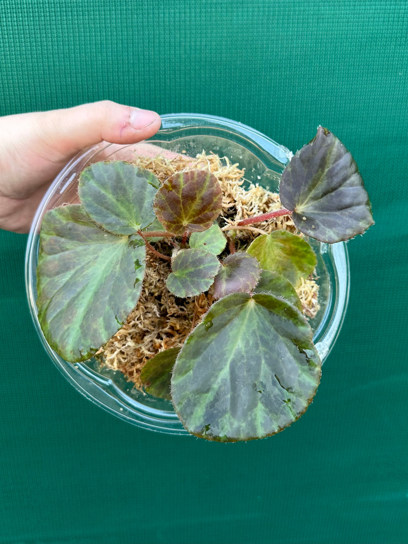 Begonia tagbanua variegated