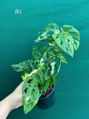 Monstera ‘Adansonii’ Variegated Albo