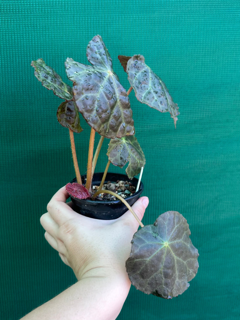 Begonia mumtaz