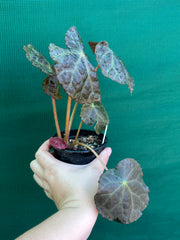 Begonia mumtaz