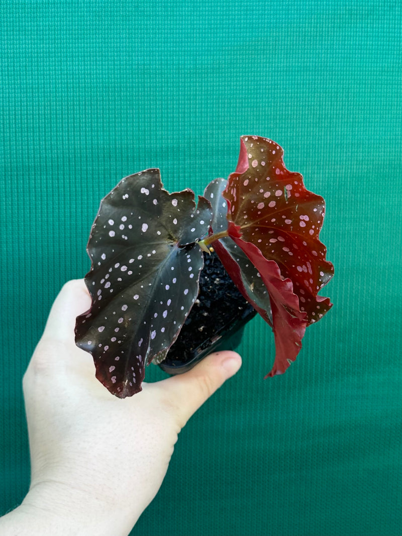 Begonia NOID 40 NEW