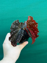 Begonia NOID 40 NEW