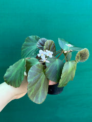 Begonia tagbanua variegated NEW