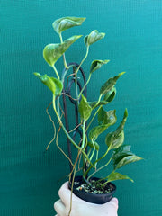 Epipremnum Shangri La