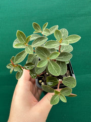 Peperomia verticillata