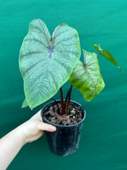 Alocasia ‘Pharaohs Mask’ NEW