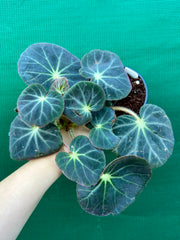 Begonia subacida (sp. Brazil)