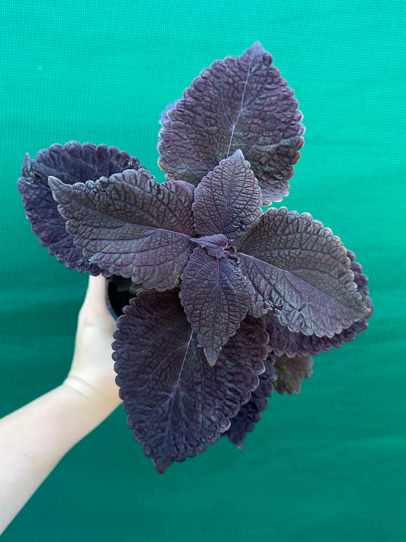 Coleus ‘Black Prince’ NEW