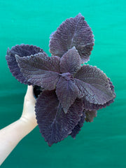 Coleus ‘Black Prince’ NEW