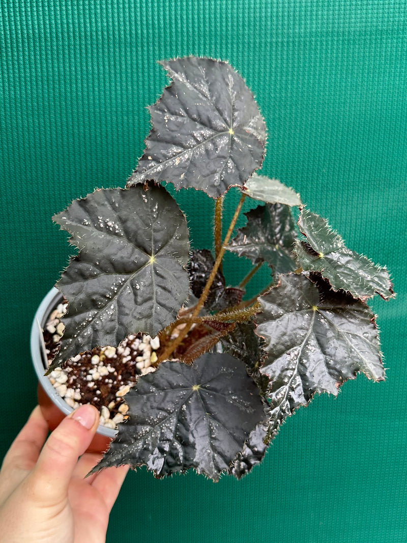 Begonia ‘Shilo’