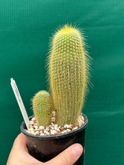 Echinopsis ‘Golden Torch’ NEW