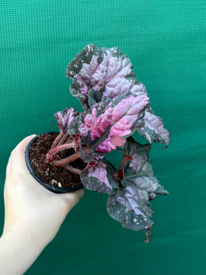 Begonia ‘Twisted Sister’